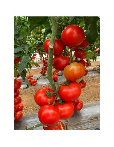 IRINOS F1, 500 sem. - seminte Tomate...