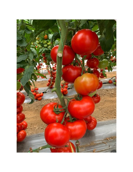 IRINOS F1, 500 sem. - seminte Tomate rezistente la ToBRFV