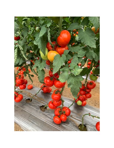IRINOS F1, 500 sem. - seminte Tomate...
