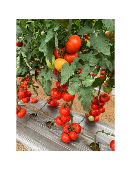 IRINOS F1, 500 sem. - seminte Tomate rezistente la ToBRFV