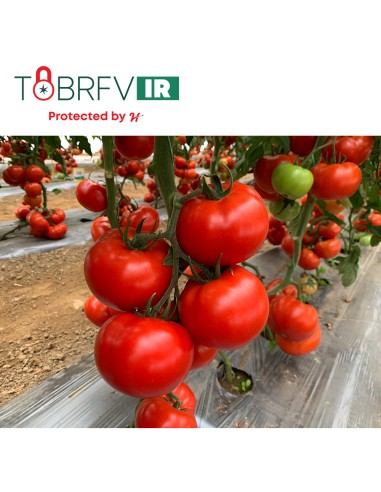 IRINOS F1, 500 sem. - seminte Tomate...