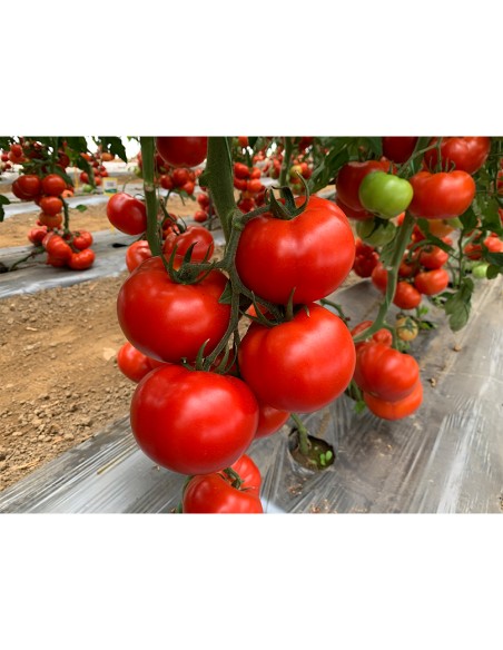 IRINOS F1, 500 sem. - seminte Tomate rezistente la ToBRFV