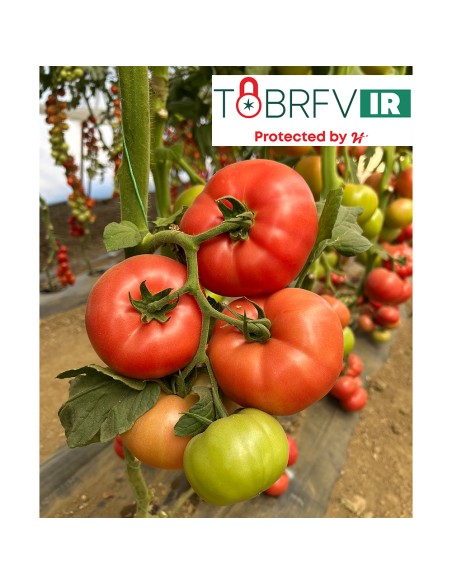 ROSASTELLA F1, 500 sem. - seminte Tomate roz rezistente la ToBRFV