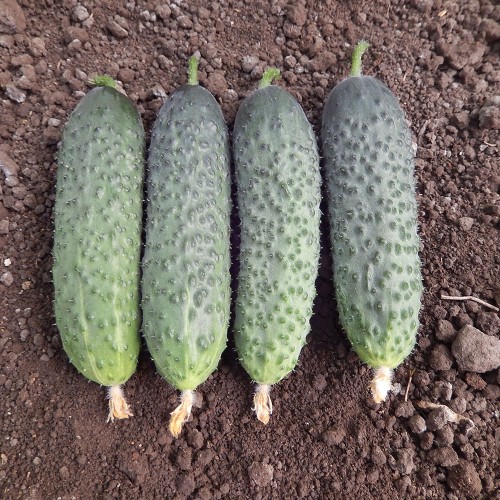 KITTO F1, 500 sem. - seminte...