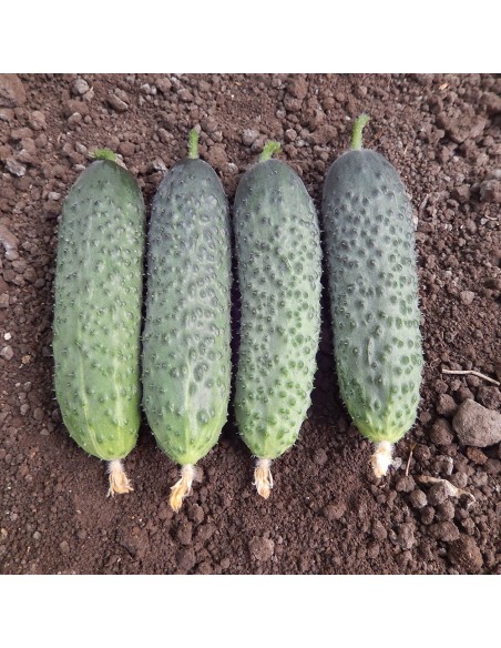 KITTO F1, 500 sem. - seminte Castraveti tip cornichon