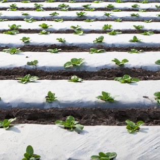 Folie mulcire alb-negru, 35...