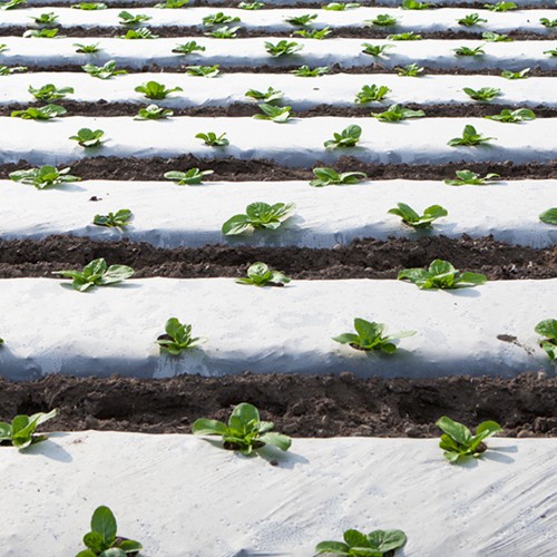 Folie mulcire alb-negru, 35 microni,...