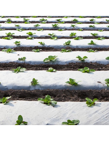 Folie mulcire alb-negru, 35 microni, perforata - GINEGAR