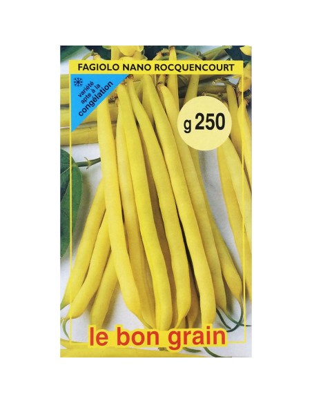 ROCQUENCOURT - seminte Fasole galbena fideluta