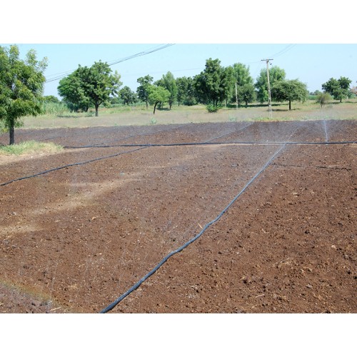 GOLDEN SPRAY D, 7-9 m anvergura...