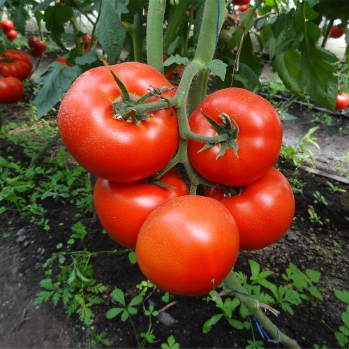 MACSIN F1, 500 sem. -  seminte Tomate