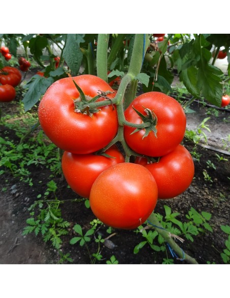 MACSIN F1, 500 sem. -  seminte Tomate