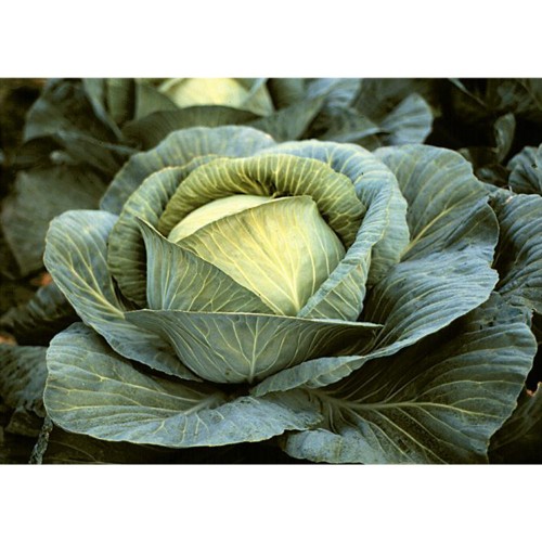 BURTON F1 - seminte Varza