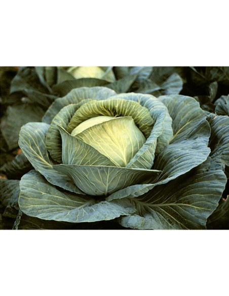 BURTON F1 - seminte Varza