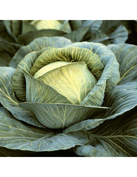 BURTON F1 - seminte Varza