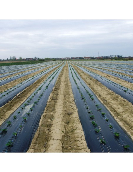 Folie mulcire neagra, 15 microni, neperforata - GINEGAR, 20,50 lei/kg