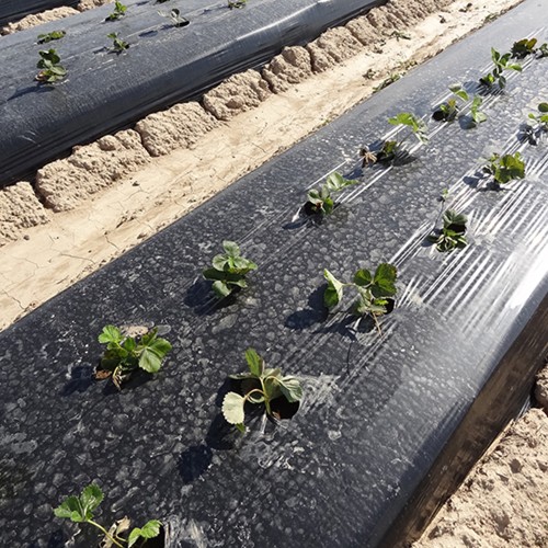 Folie mulcire neagra, 30 microni,...