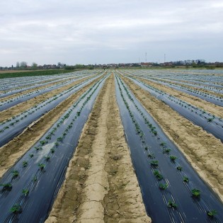 Folie mulcire neagra, 30...