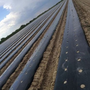 Folie mulcire neagra, 30...