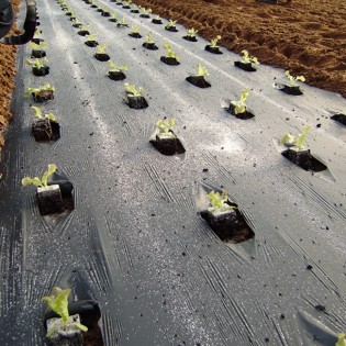 Folie mulcire neagra, 20...