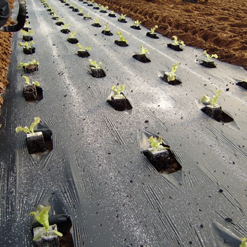 Folie mulcire neagra, 20 microni,...