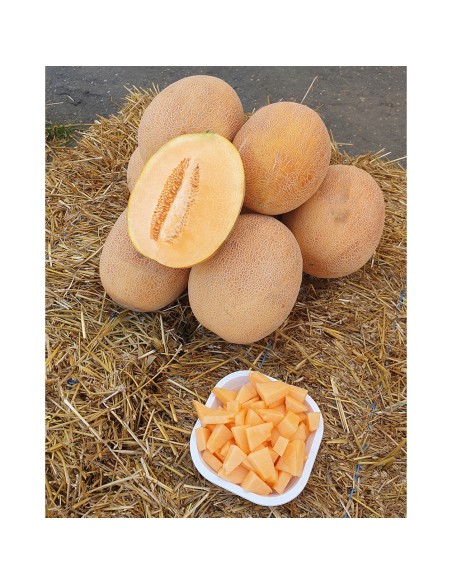 JESSICA F1, 500 sem. - seminte Pepene galben