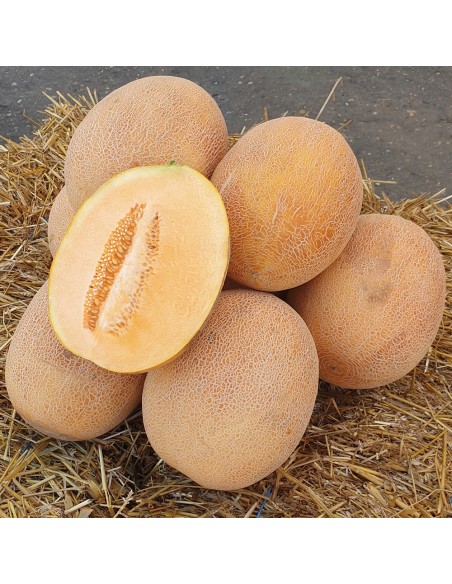 JESSICA F1, 500 sem. - seminte Pepene galben