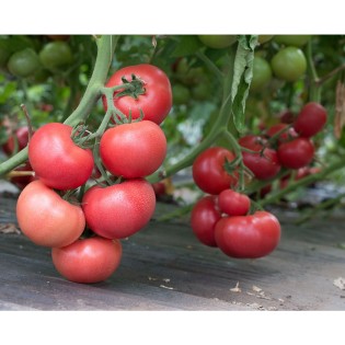 ROZY F1, 500 sem. - seminte... 2