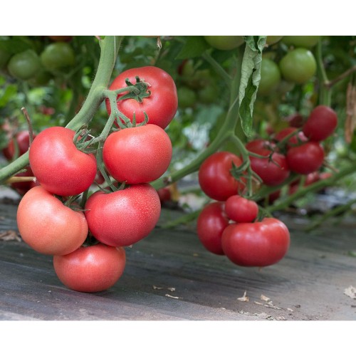 ROZY F1, 500 sem. - seminte Tomate roz