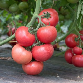 ROZY F1, 500 sem. - seminte...