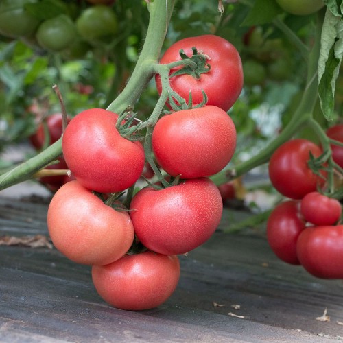 ROZY F1, 500 sem. - seminte Tomate roz