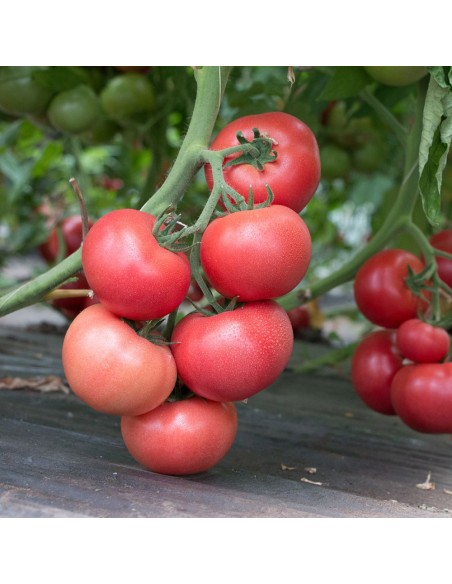 ROZY F1, 500 sem. - seminte Tomate roz