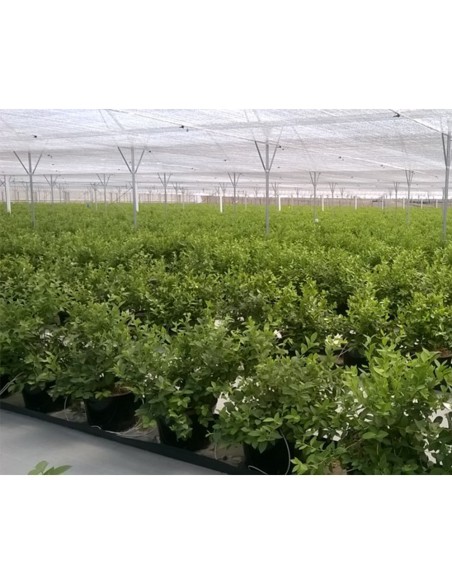 TURBA pentru cultura de Afin KEKKILA FBM 525 W VACCINIUM, pH acid 4.8 - 300 litri