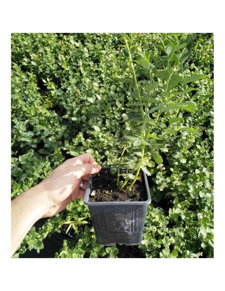 TURBA pentru cultura de Afin KEKKILA FBM 525 W VACCINIUM, pH acid 4.8 - 300 litri