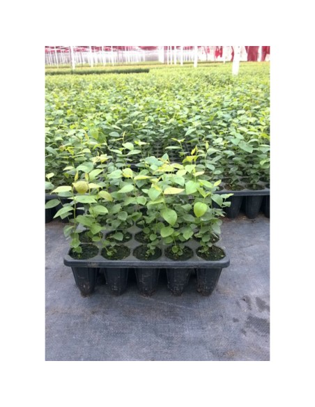 TURBA pentru cultura de Afin KEKKILA FBM 525 W VACCINIUM, pH acid 4.8 - 300 litri