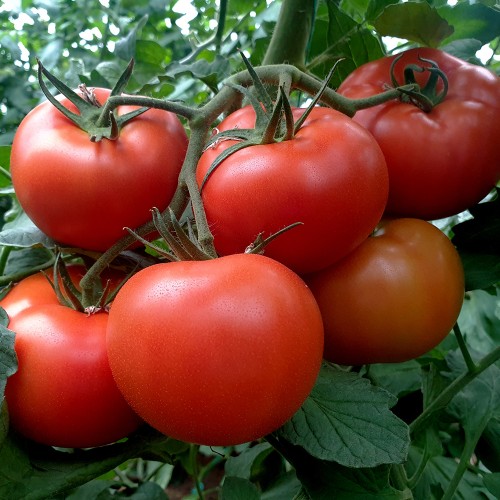 MACSIN F1, 500 sem. -  seminte Tomate