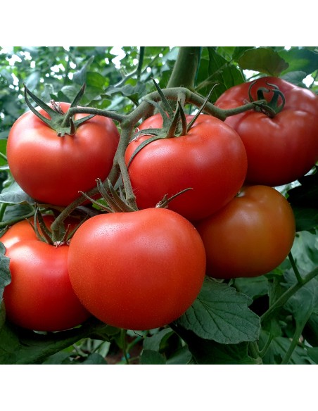 MACSIN F1, 500 sem. -  seminte Tomate