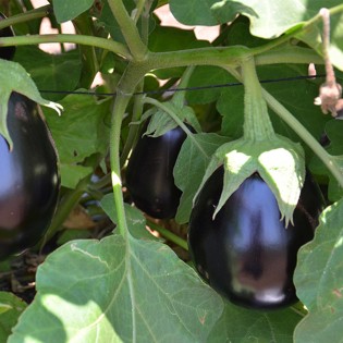 TUDELA F1, 1000 sem. -...