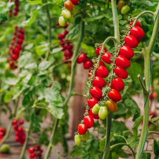 LUCINDA F1, 100 sem. -...