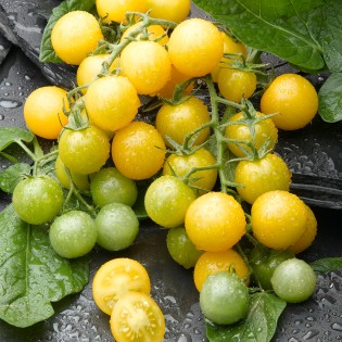 SUMMER SUN F1, 100 sem. -... 2