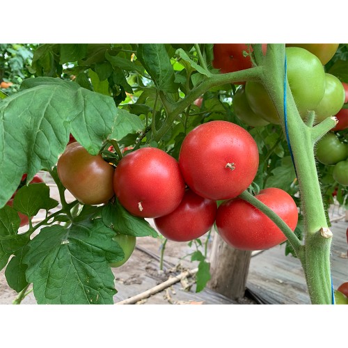 ROZY F1, 500 sem. - seminte Tomate roz