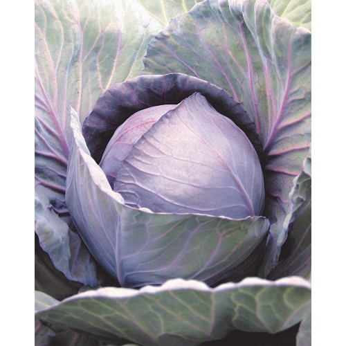 ROMANOV F1, 1000 sem. - seminte Varza