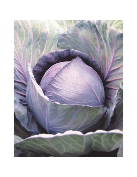 ROMANOV F1, 1000 sem. - seminte Varza