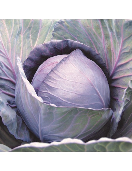 ROMANOV F1, 1000 sem. - seminte Varza