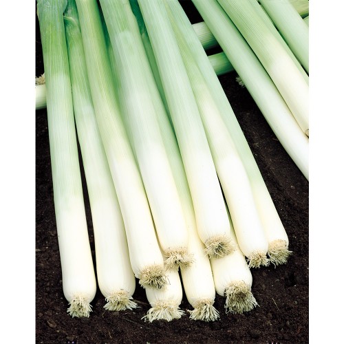 BULGINA, 10000 sem. - seminte Praz