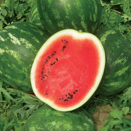 MIRACLE F1, 1000 sem. - seminte...