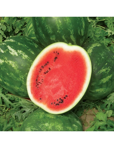 MIRACLE F1, 1000 sem. - seminte Pepene verde