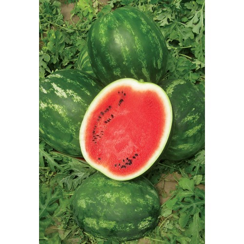 MIRACLE F1, 1000 sem. - seminte...