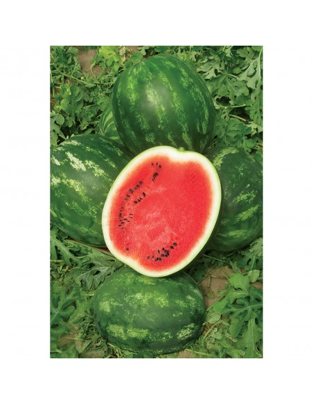 MIRACLE F1, 1000 sem. - seminte Pepene verde