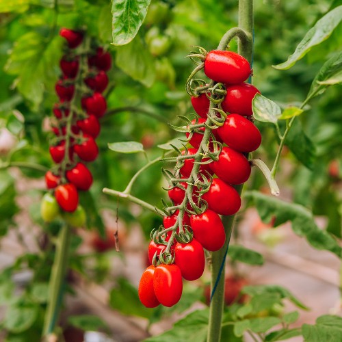 LUCINDA F1, 100 sem. - seminte Tomate...